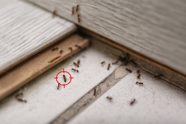 Best Mosquito Control Services  in Winter Garden, FL
