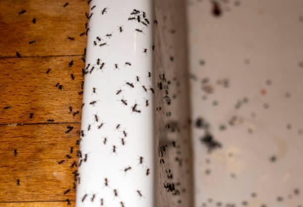 Wasp Removal Services in Winter Garden, FL